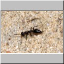 Methocha ichneumonides - Trugameise w06 6mm.jpg